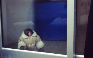 The Ikea Monkey in Shearling Sheepskin Coat
