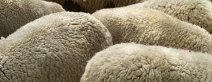 The Benefits of Rugs Made of Sheepskin