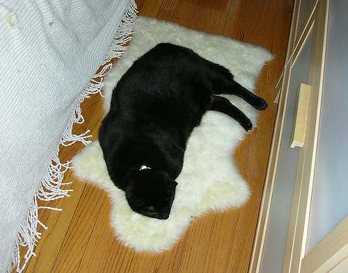 the use of an authentic shearling rug