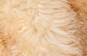 eco-friendly sheepskin rugs